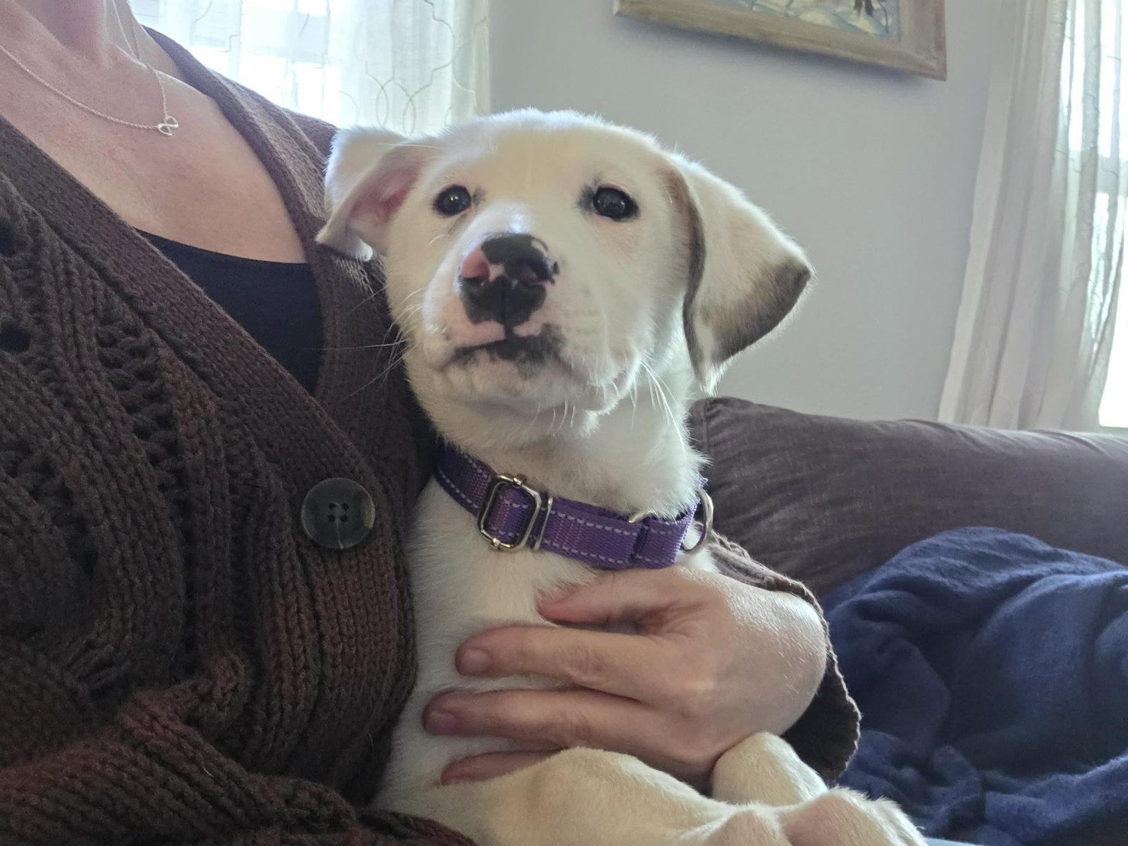 Enlarge PARIS, a Adoptable Great Pyrenees in Pomfret Center, CT image 3/3