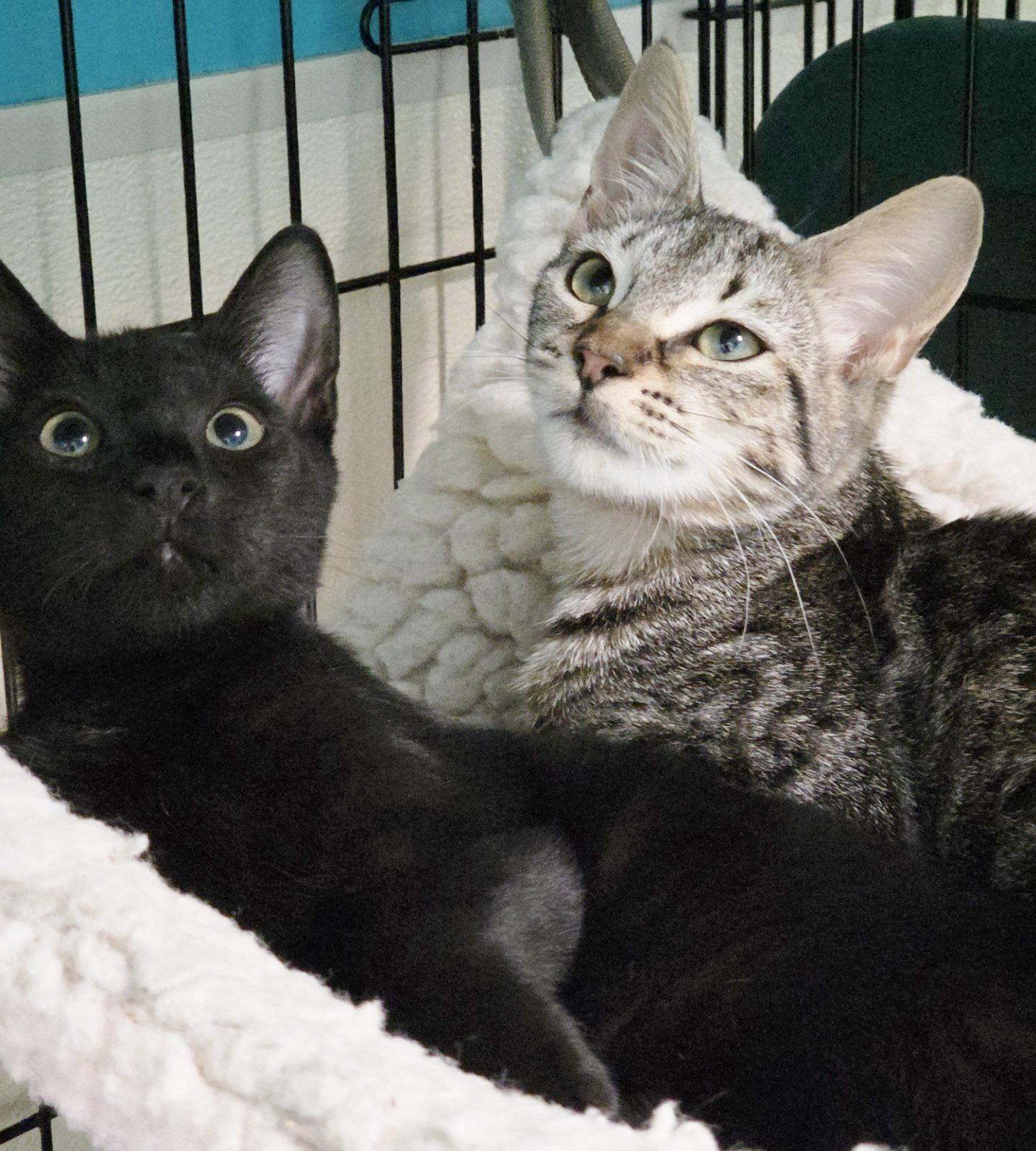 Enlarge Venti, a Adoptable mixed breed in Ocean City, NJ image 2/2