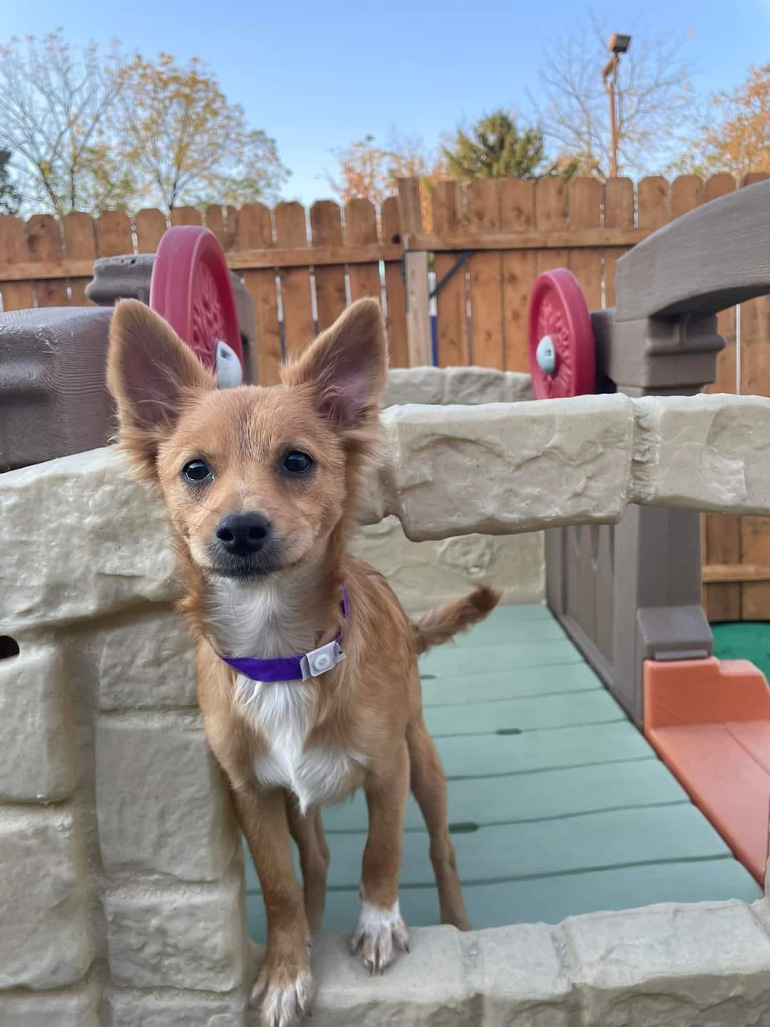 Dog for adoption Minnie, a Collie Mix in Kutztown, PA Petfinder