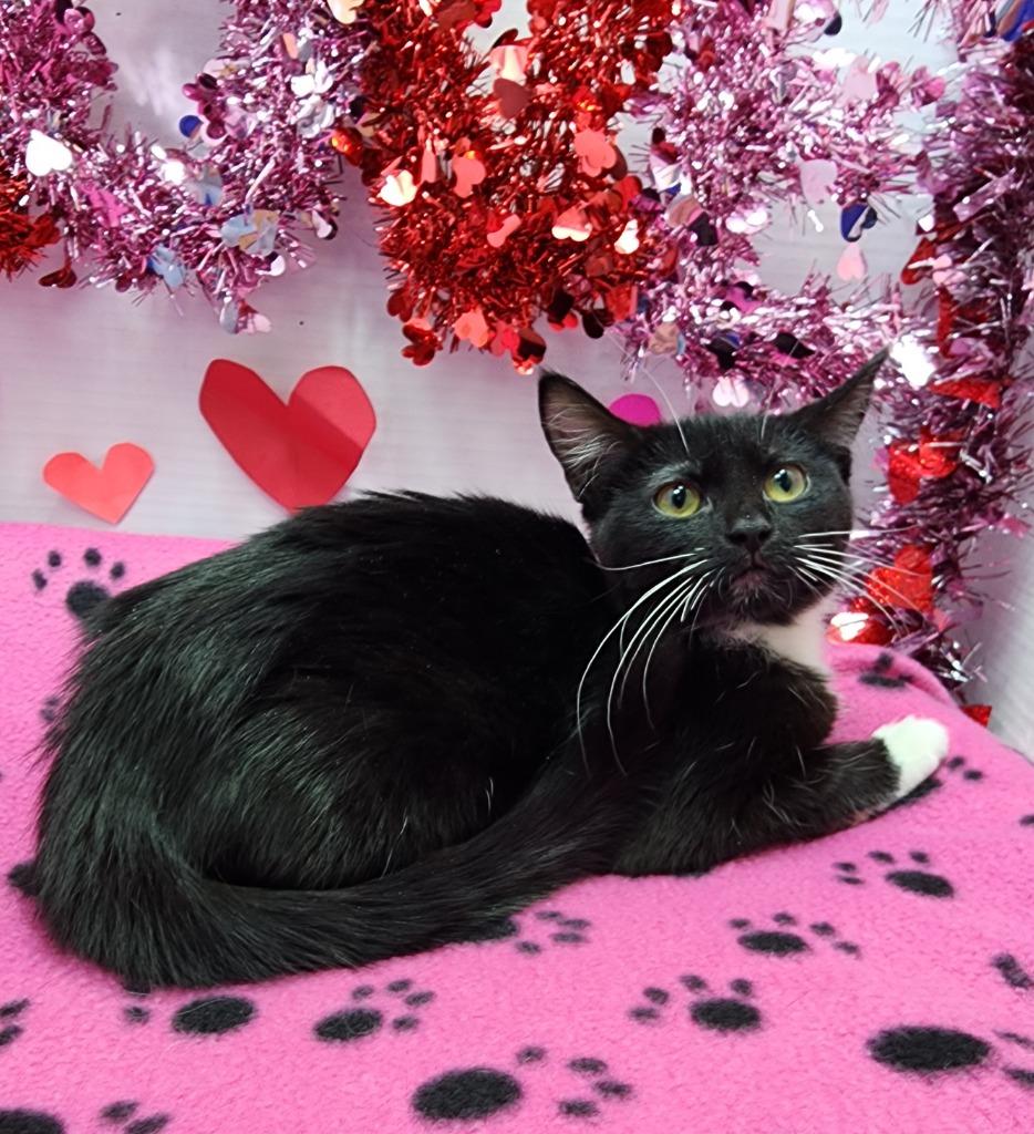 Enlarge Oreo, a Adoptable mixed breed in Washington Court House, OH image 1/1