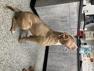 Charlie Bear, Adoptable, Young Male Pit Bull Terrier.