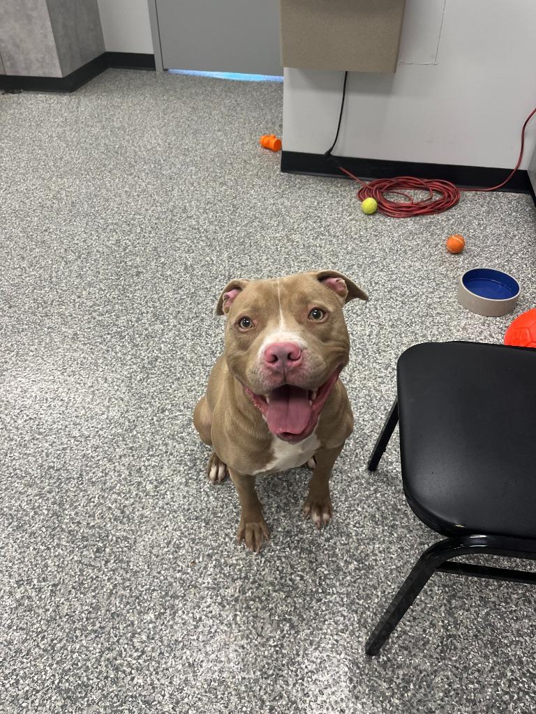 Enlarge Charlie Bear, a Adoptable Pit Bull Terrier in Mustang, OK image 2/2