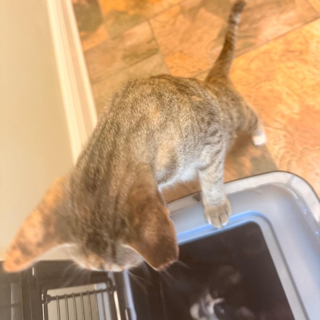 Enlarge Jasmine A26-122, a Adoptable Domestic Short Hair in SANTA ROSA BEACH, FL image 1/5