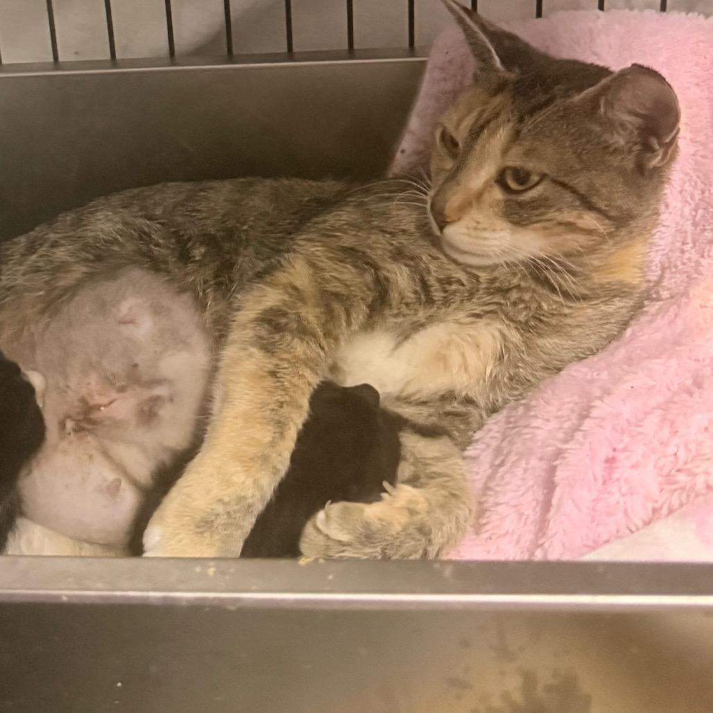 Enlarge Jasmine A26-122, a Adoptable Domestic Short Hair in SANTA ROSA BEACH, FL image 2/5