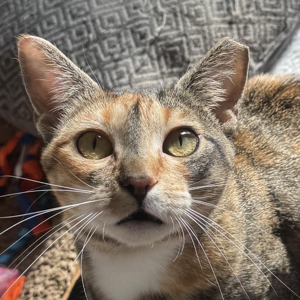 Enlarge Jasmine A26-122, a Adoptable Domestic Short Hair in SANTA ROSA BEACH, FL image 3/6