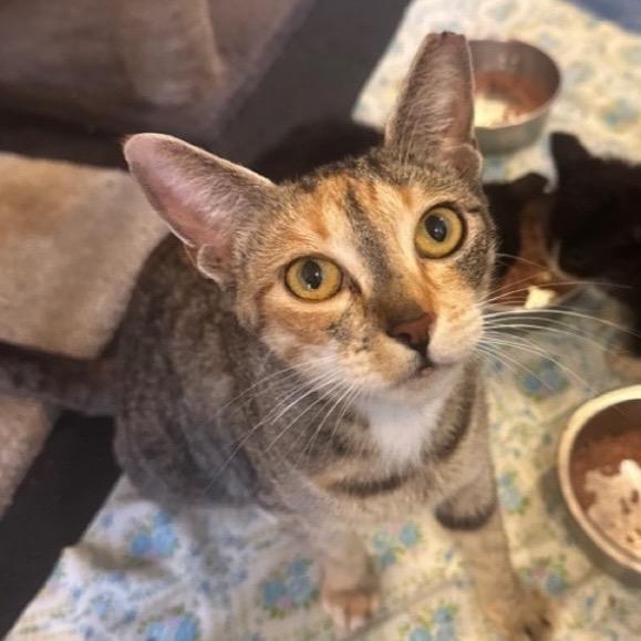 Enlarge Jasmine A26-122, a Adoptable Domestic Short Hair in SANTA ROSA BEACH, FL image 3/5