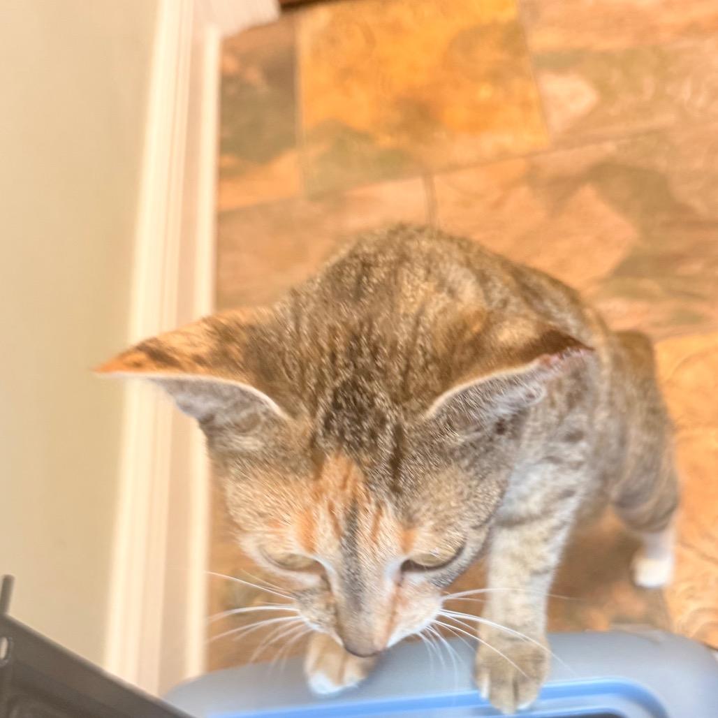Enlarge Jasmine A26-122, a Adoptable Domestic Short Hair in SANTA ROSA BEACH, FL image 4/5
