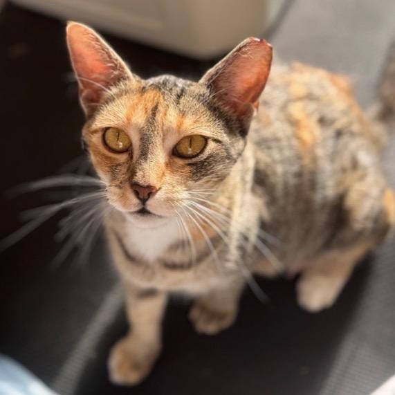 Enlarge Jasmine A26-122, a Adoptable Domestic Short Hair in SANTA ROSA BEACH, FL image 5/5