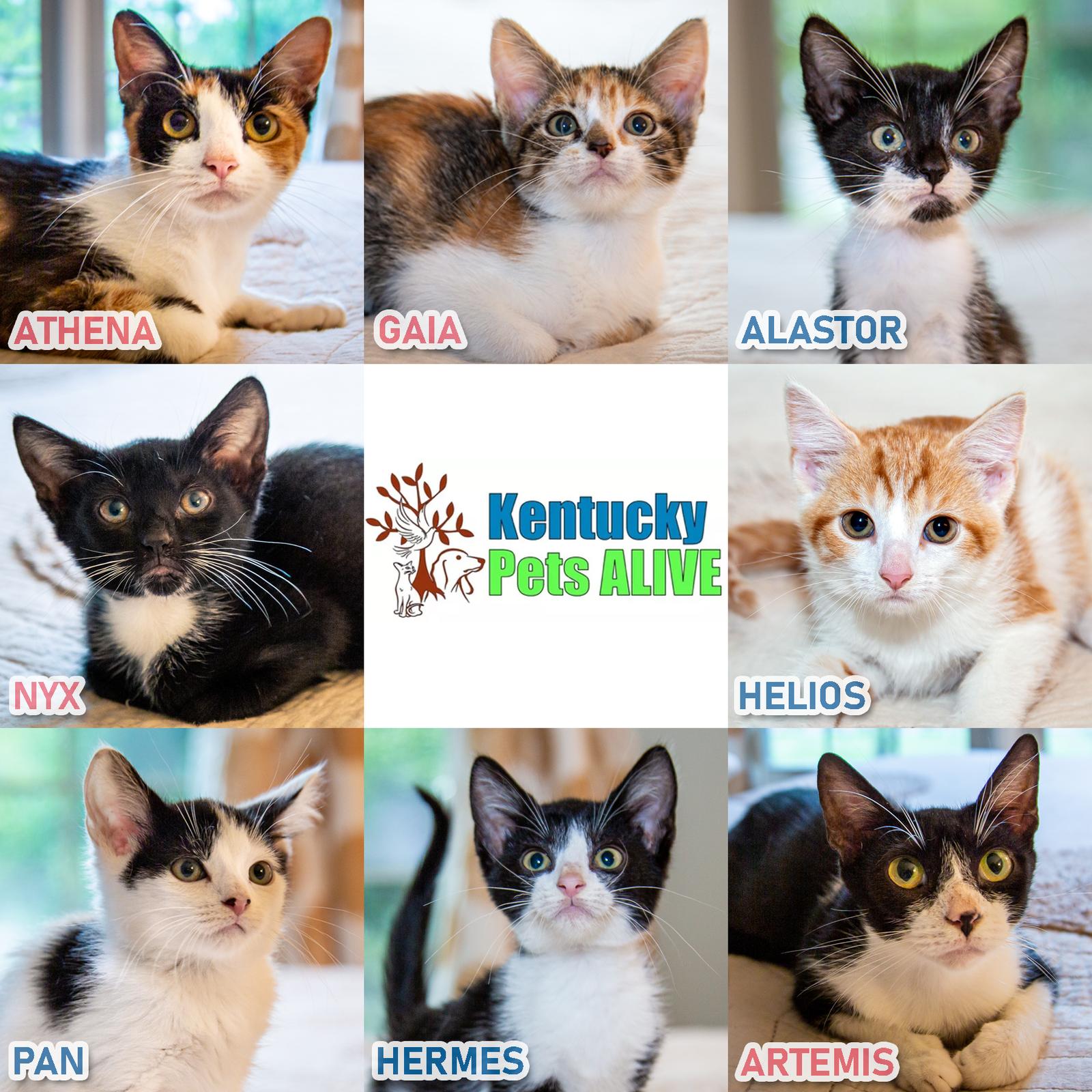 Artemis, a Adoptable Domestic Short Hair in Louisville, KY image 1/2