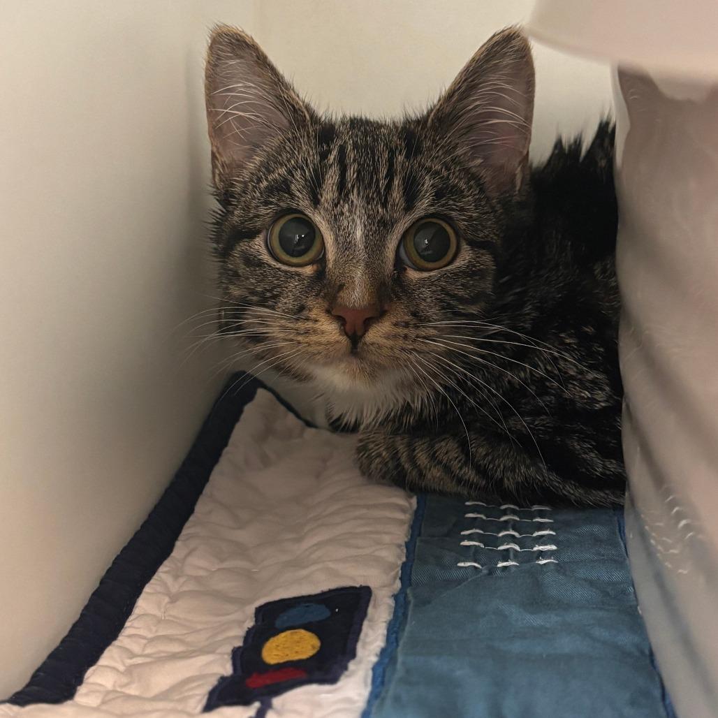 Enlarge Gary, a Adoptable Domestic Short Hair in Philadelphia, PA image 1/1