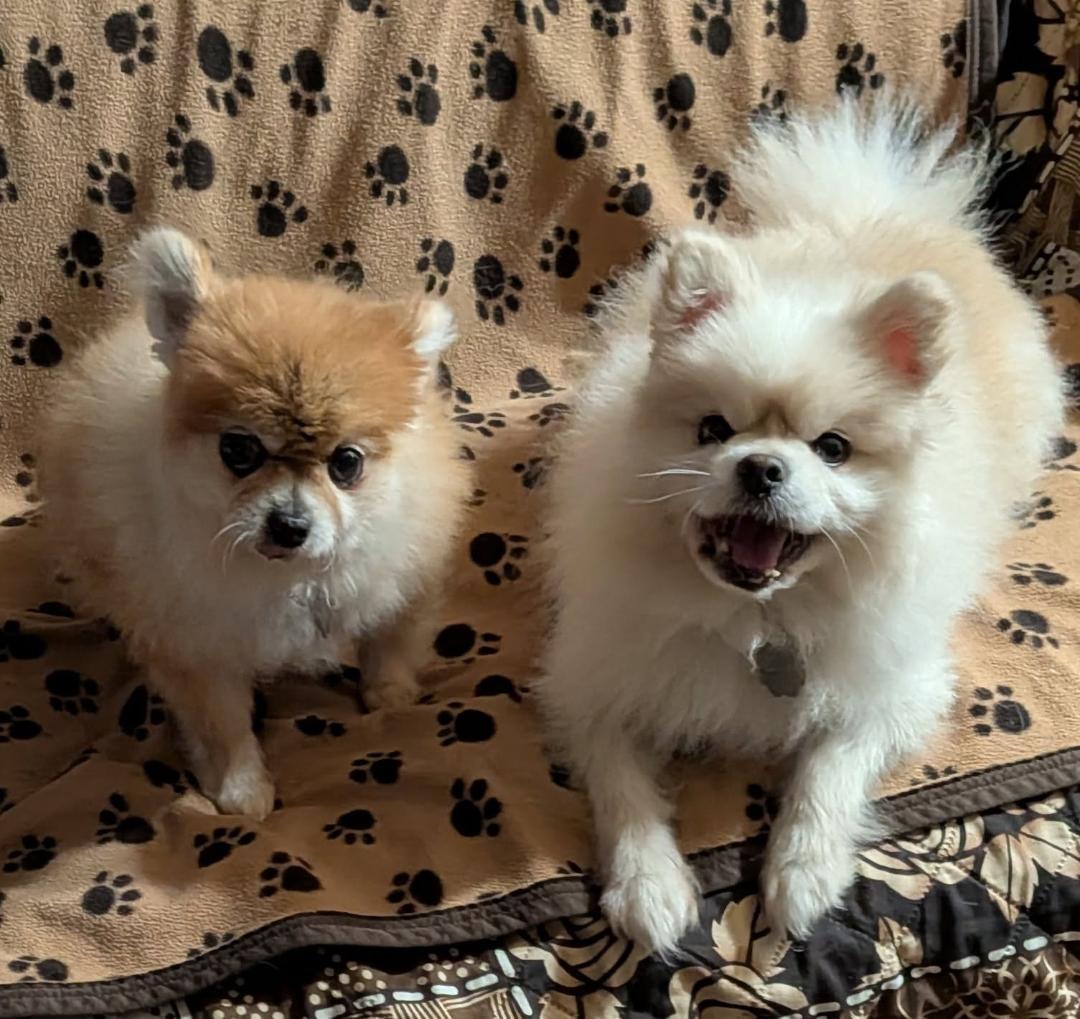 Titan and Ginger, ADOPTABLE, Adult Female Pomeranian.