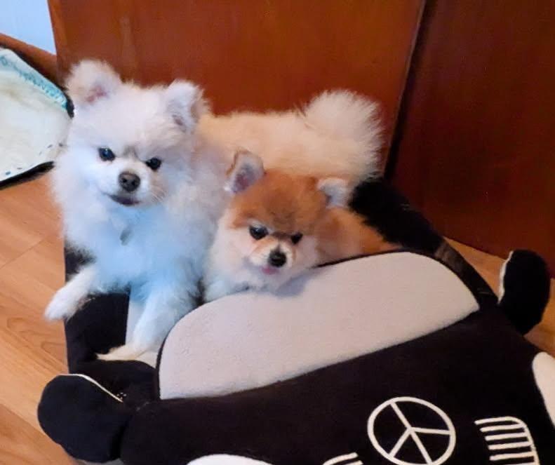 Enlarge Titan and Ginger, a ADOPTABLE Pomeranian in Crompond, NY image 2/2