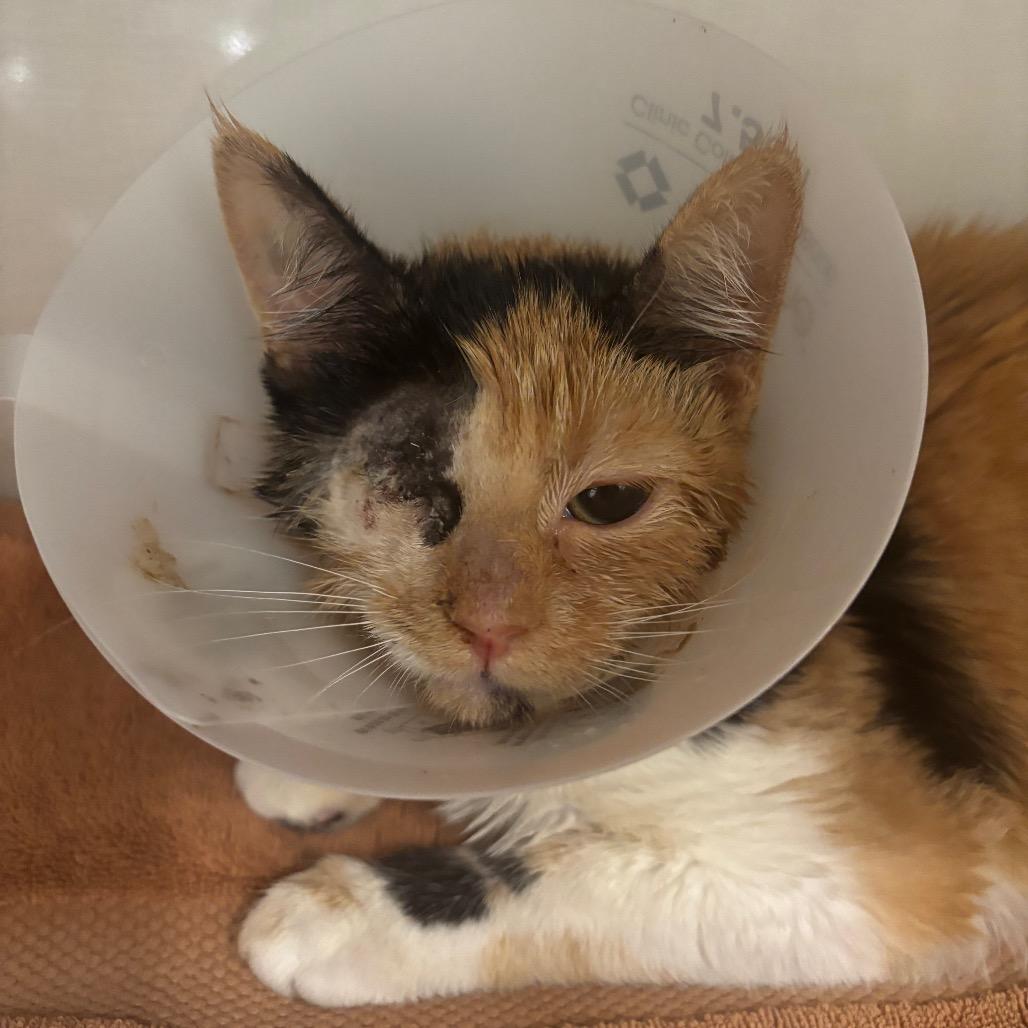 Victoria, Adoptable, Young Female Domestic Short Hair.