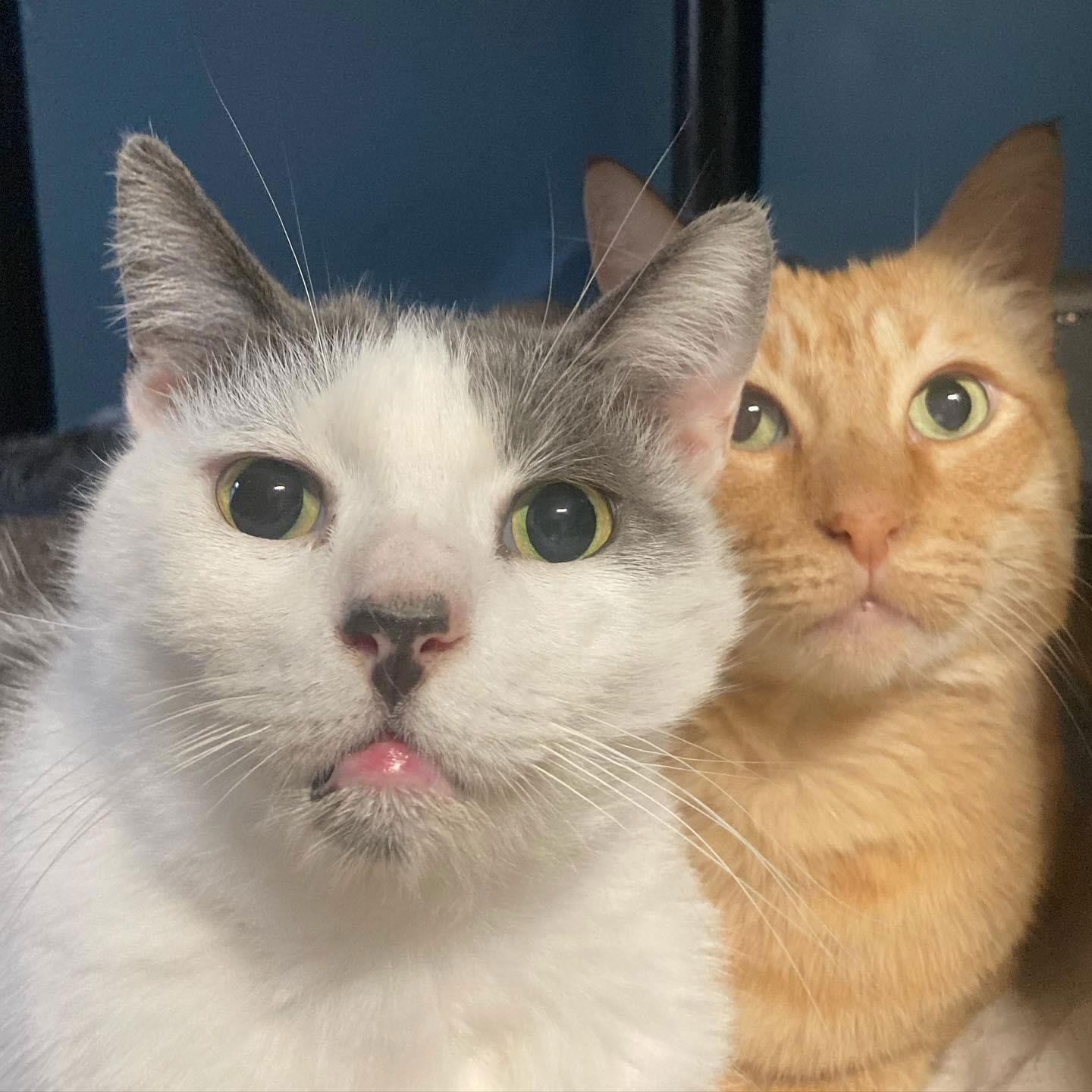 Barney & Harley, Adoptable, Adult Male Domestic Short Hair.