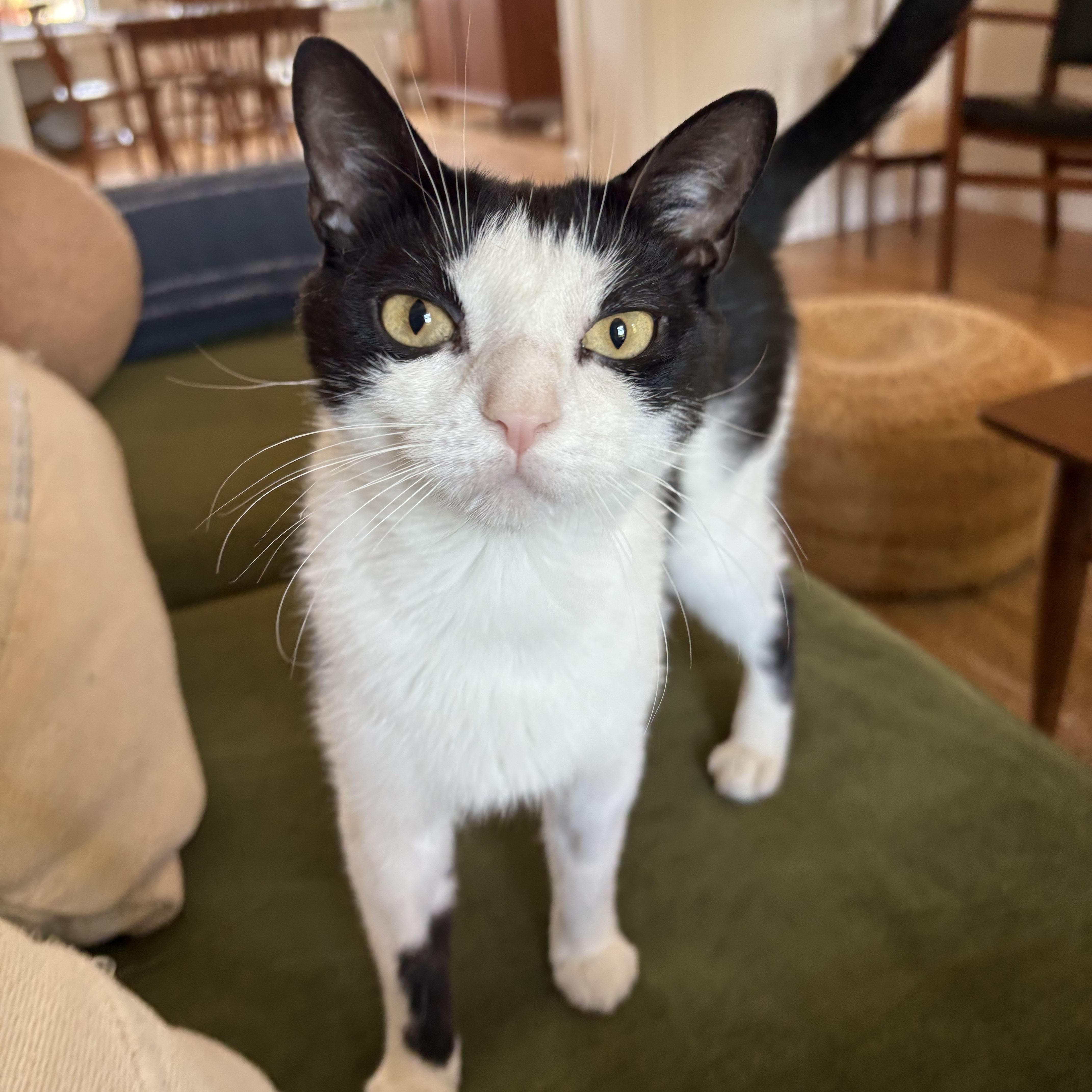 Orca, an adopted Domestic Short Hair in BROOKLYN, NY image 3/6