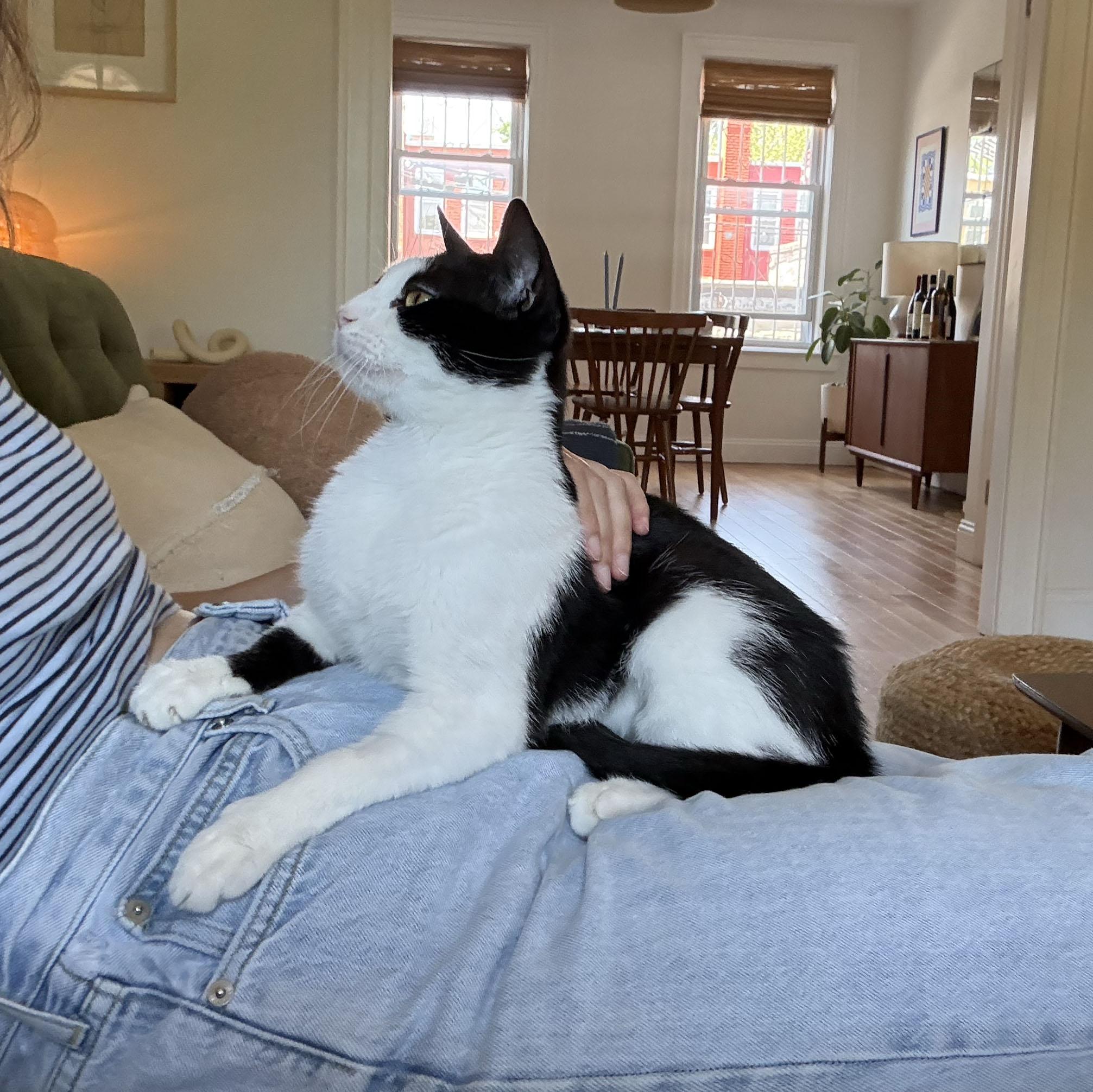 Orca, an adopted Domestic Short Hair in BROOKLYN, NY image 5/6