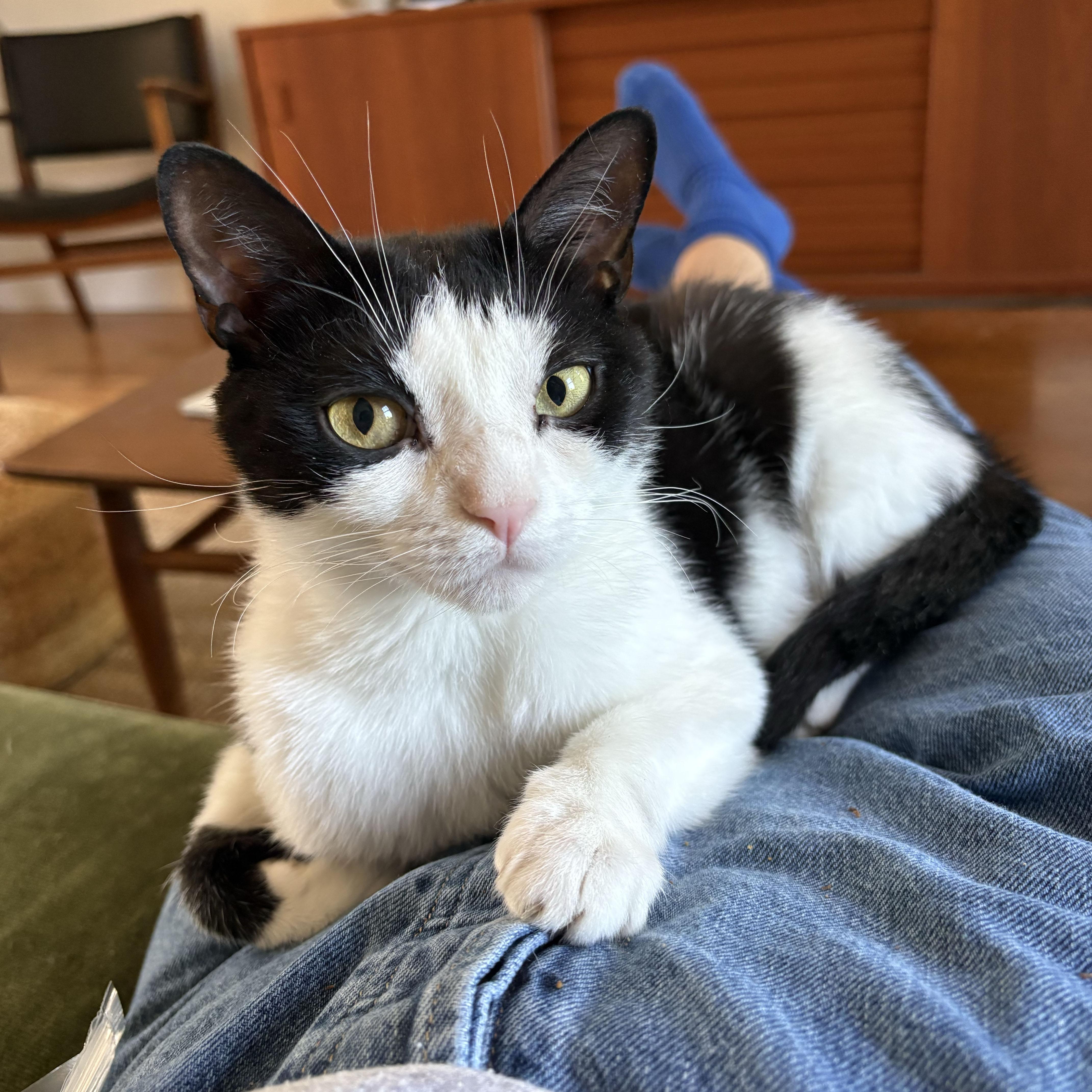 Orca, an adopted Domestic Short Hair in BROOKLYN, NY image 2/6