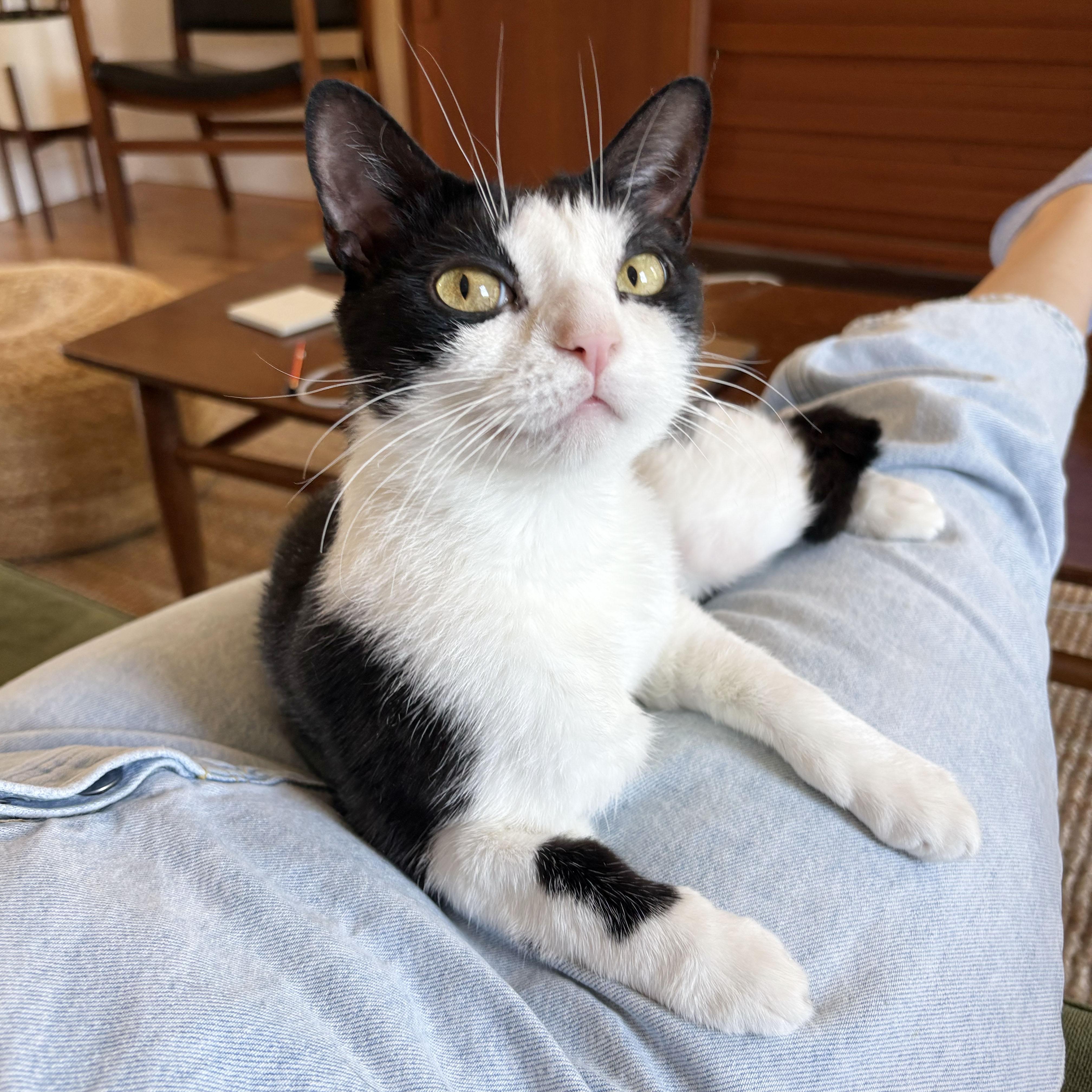 Orca, adopted, Adult Female Domestic Short Hair.