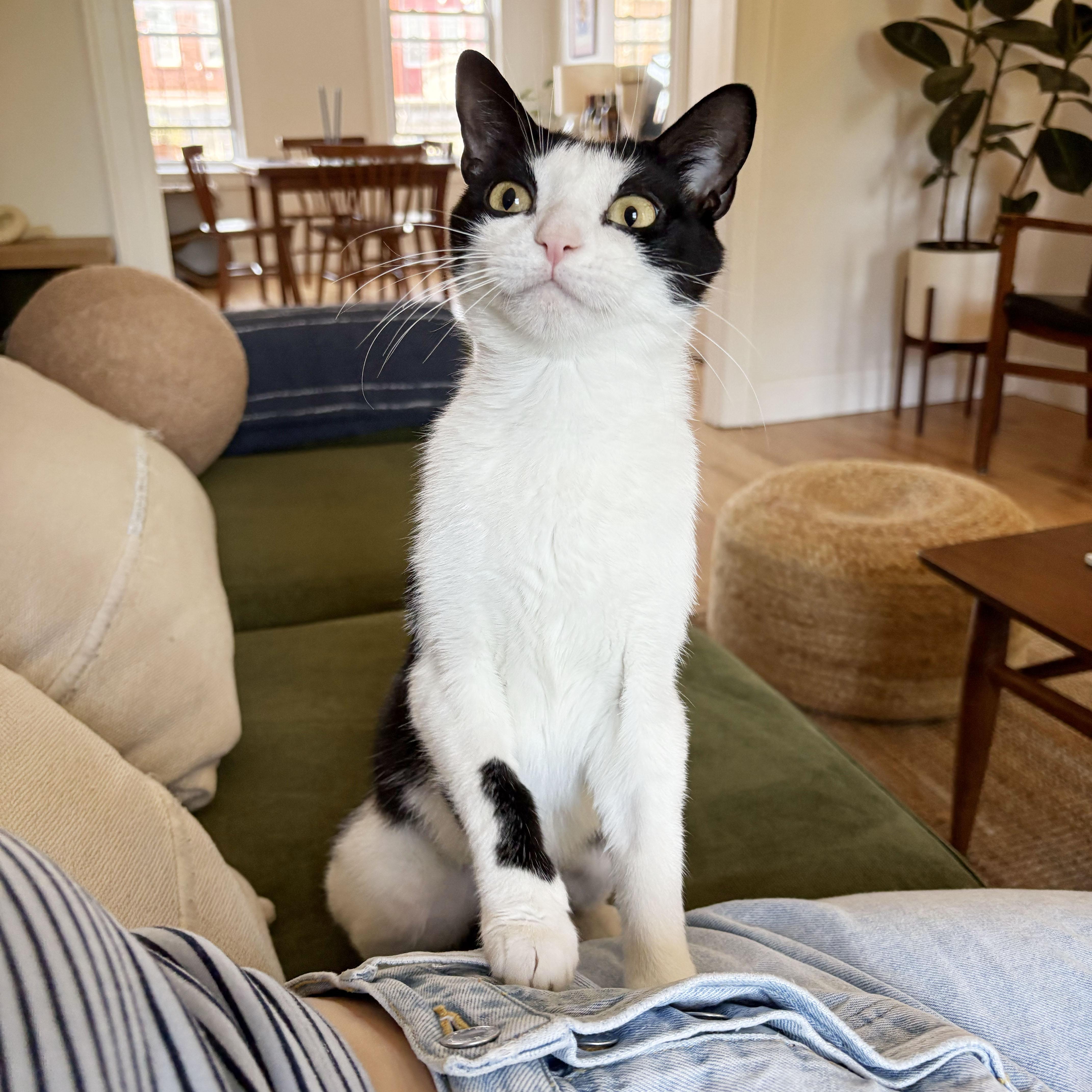 Orca, an adopted Domestic Short Hair in BROOKLYN, NY image 4/6