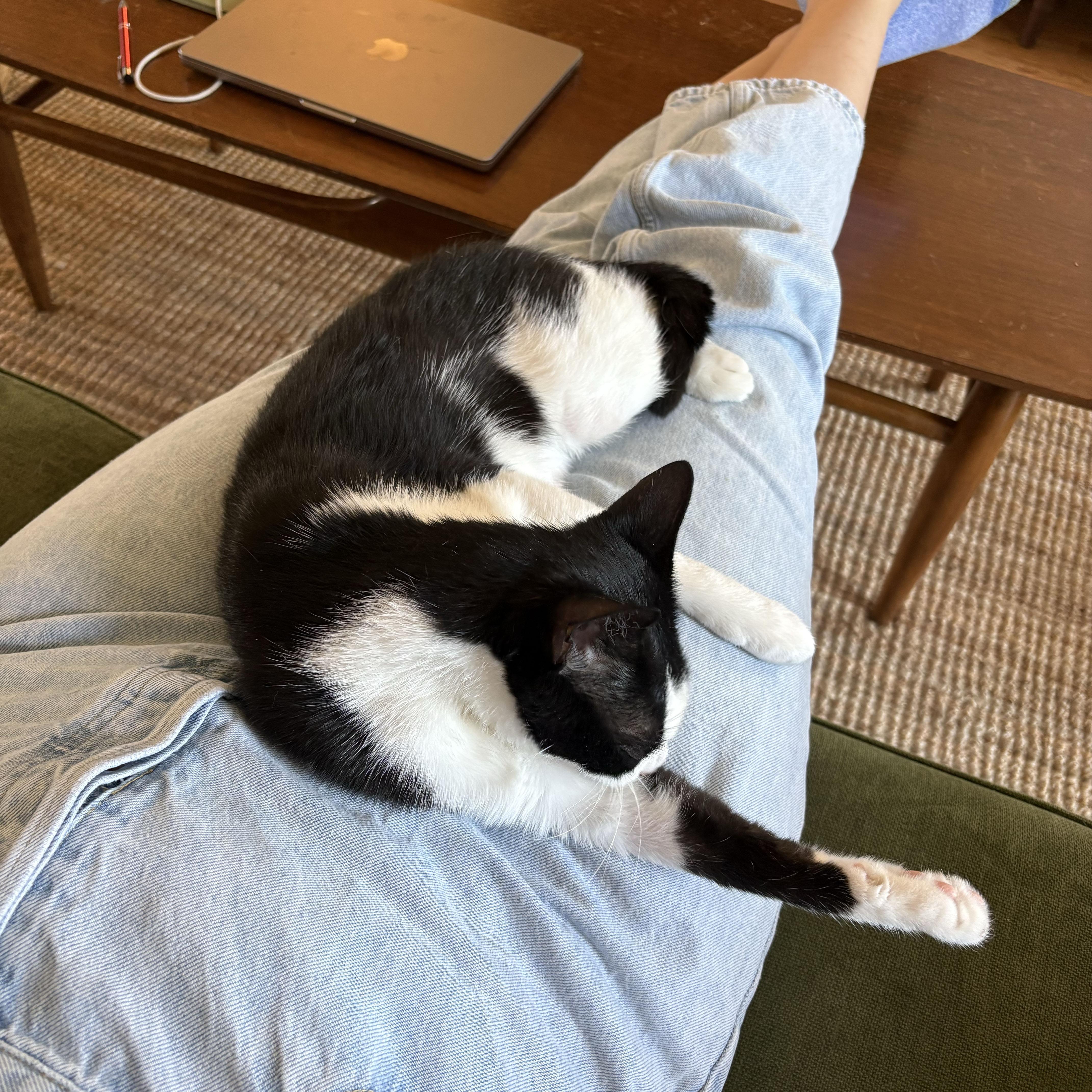 Orca, an adopted Domestic Short Hair in BROOKLYN, NY image 6/6