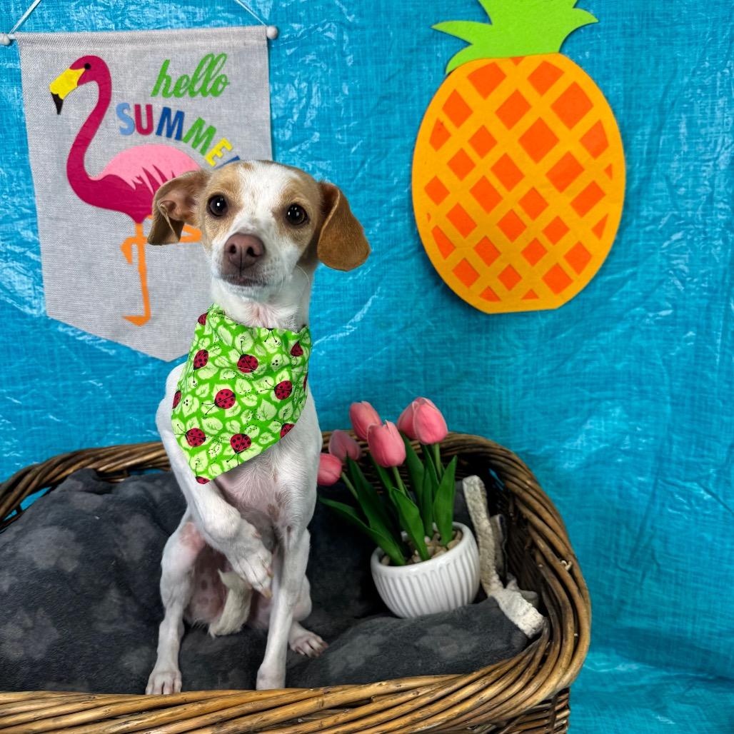 Sprinkles, Adoptable, Adult Female Chihuahua & Mixed Breed.