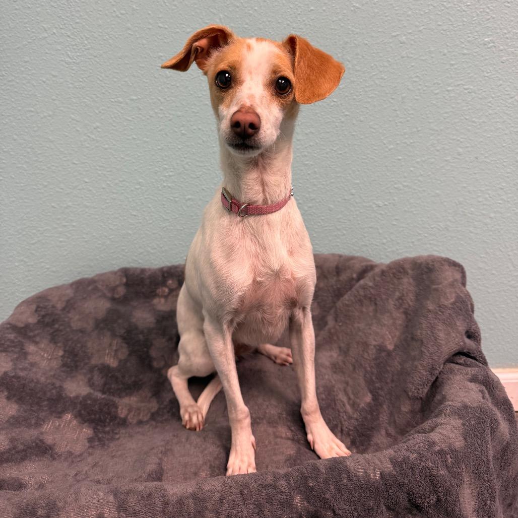 Enlarge Sprinkles, a Adoptable mixed breed in Fresno, CA image 2/6