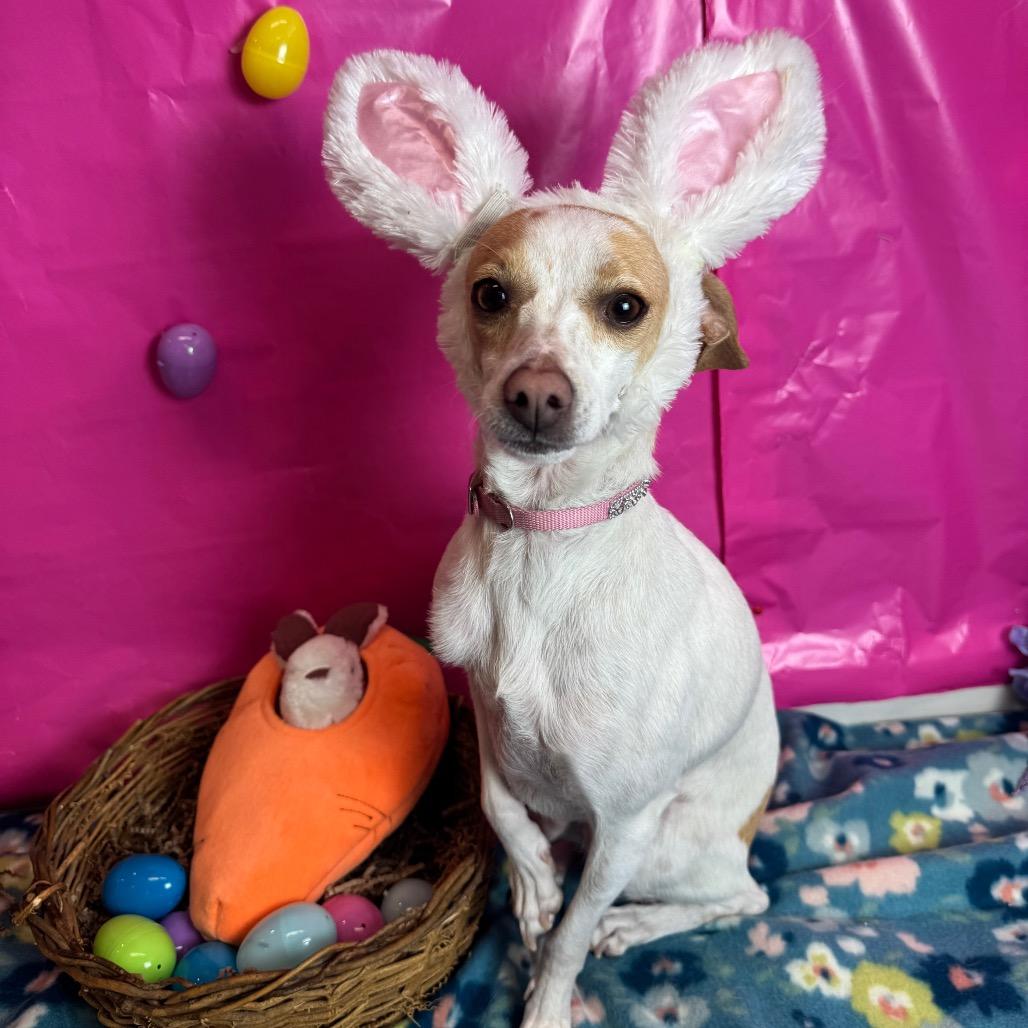 Enlarge Sprinkles, a Adoptable mixed breed in Fresno, CA image 3/6