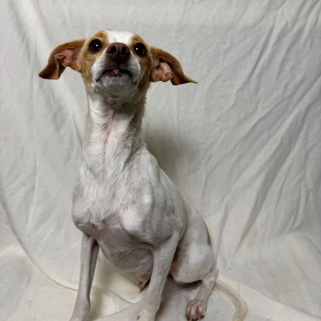 Enlarge Sprinkles, a Adoptable mixed breed in Fresno, CA image 4/6