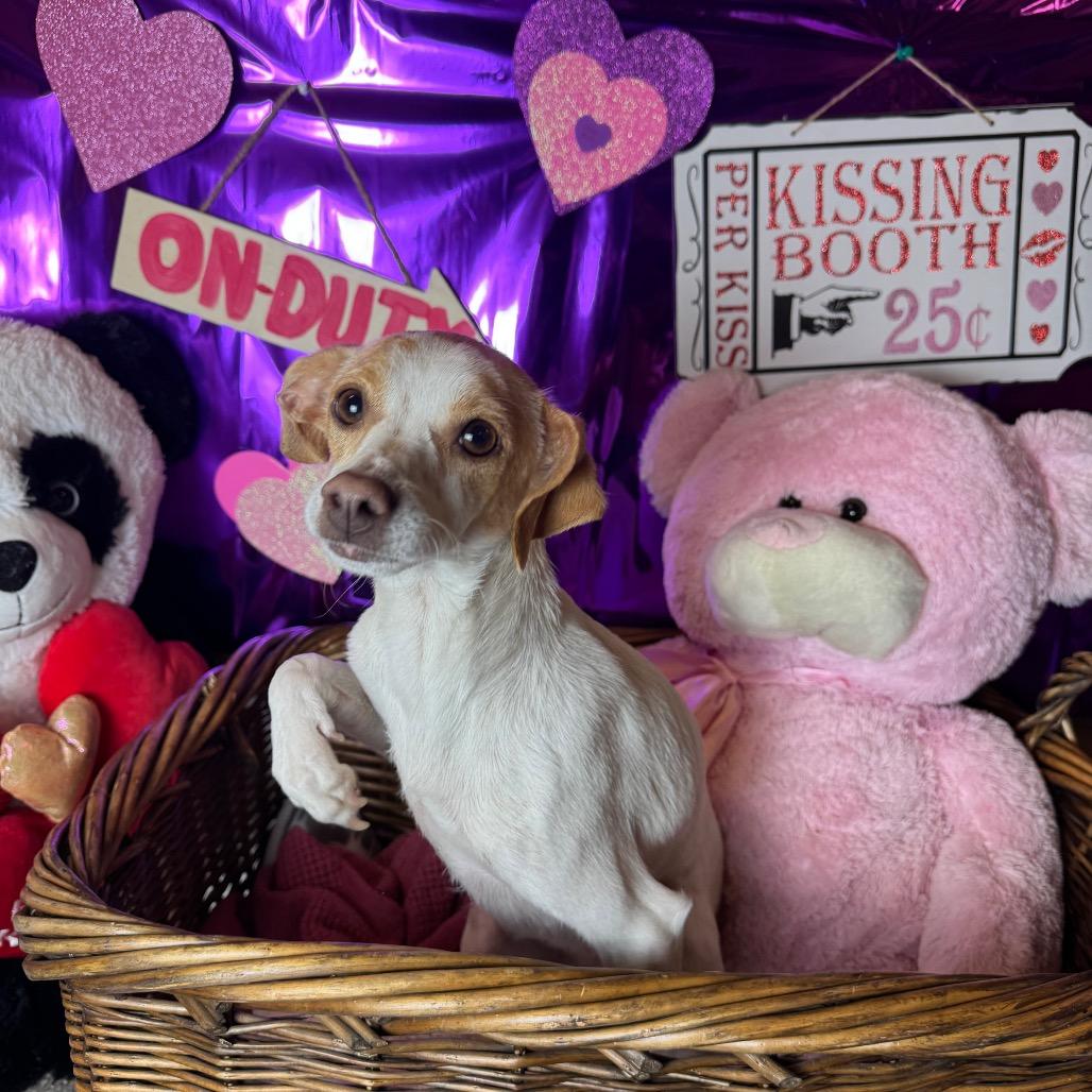 Enlarge Sprinkles, a Adoptable mixed breed in Fresno, CA image 5/6