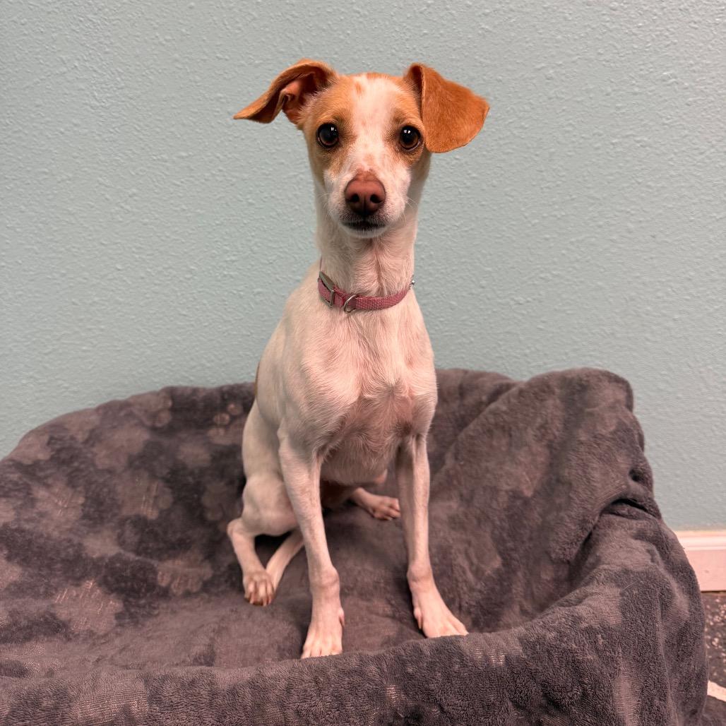 Enlarge Sprinkles, a Adoptable mixed breed in Fresno, CA image 6/6