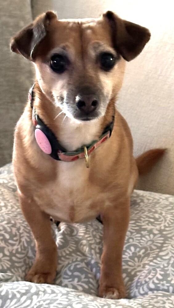 Harley Sue, Adoptable, Adult Female Chihuahua & Dachshund.