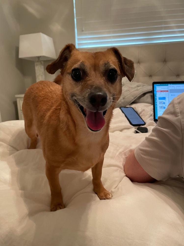 Enlarge Harley Sue, a Adoptable mixed breed in Dallas, TX image 2/6