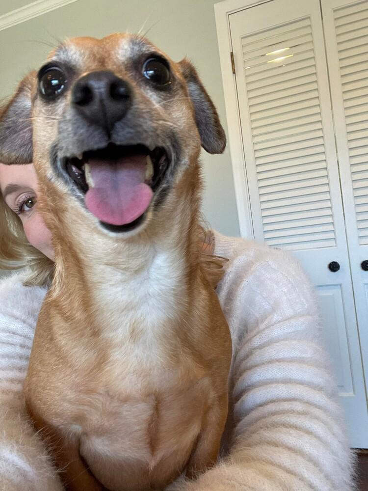 Enlarge Harley Sue, a Adoptable mixed breed in Dallas, TX image 4/6