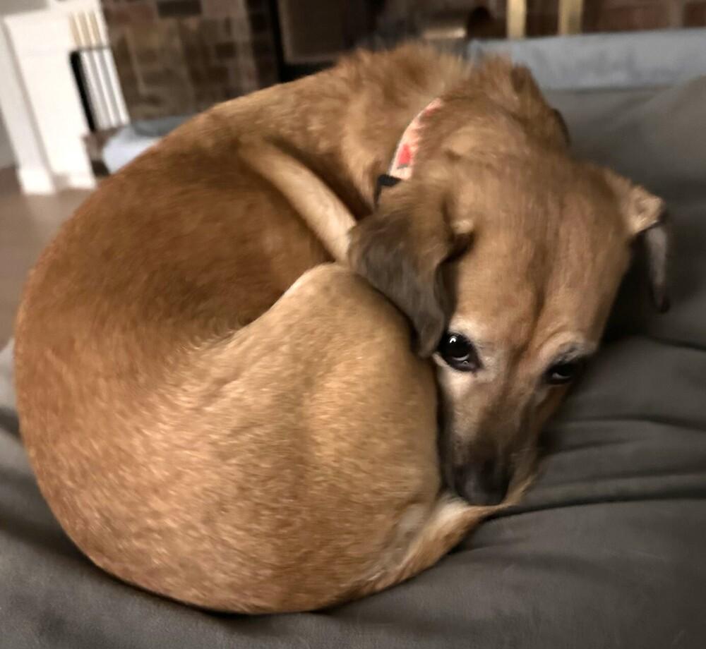 Enlarge Harley Sue, a Adoptable mixed breed in Dallas, TX image 5/6