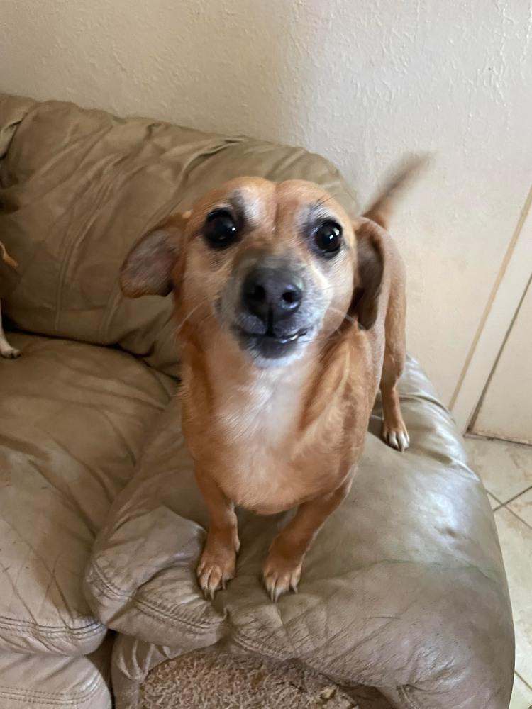 Enlarge Harley Sue, a Adoptable mixed breed in Dallas, TX image 6/6