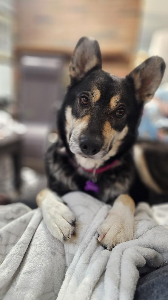 Enlarge Noodles Nancy, a Adoptable mixed breed in Oakland, MI image 1/6