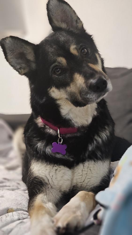 Enlarge Noodles Nancy, a Adoptable mixed breed in Oakland, MI image 2/6