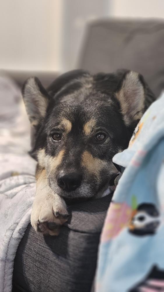 Enlarge Noodles Nancy, a Adoptable mixed breed in Oakland, MI image 4/6