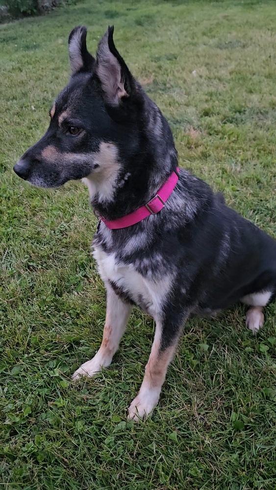 Enlarge Noodles Nancy, a Adoptable mixed breed in Oakland, MI image 6/6