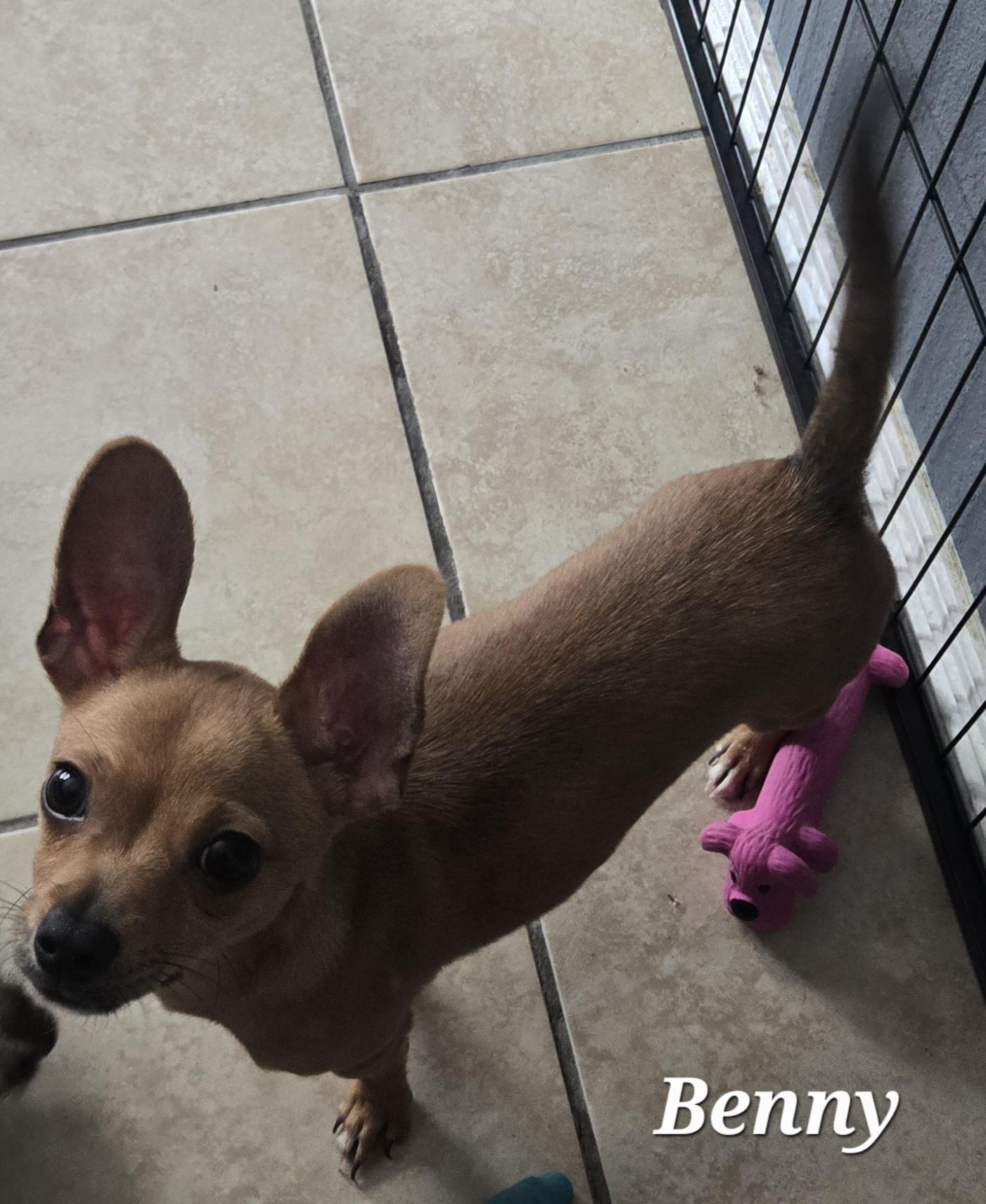 Benny, Adoptable, Puppy Male Chihuahua & Chiweenie.