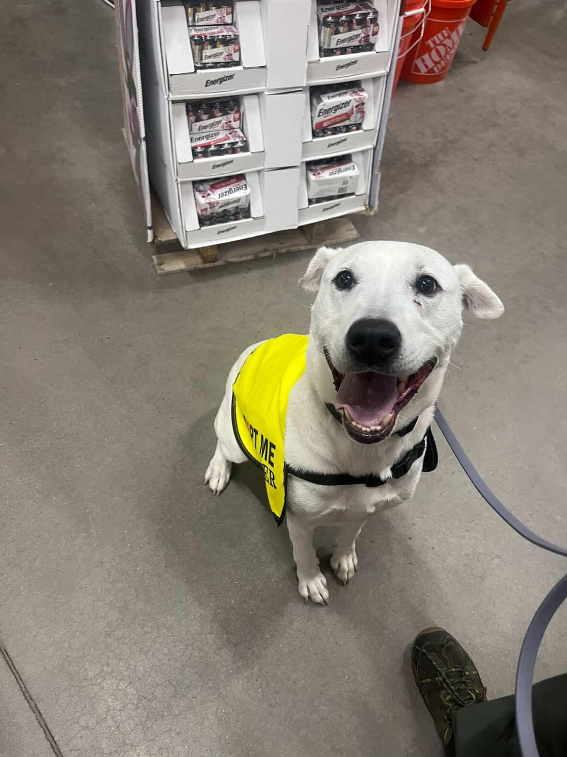 Enlarge Bailey, a Adoptable mixed breed in Cresco, PA image 6/6