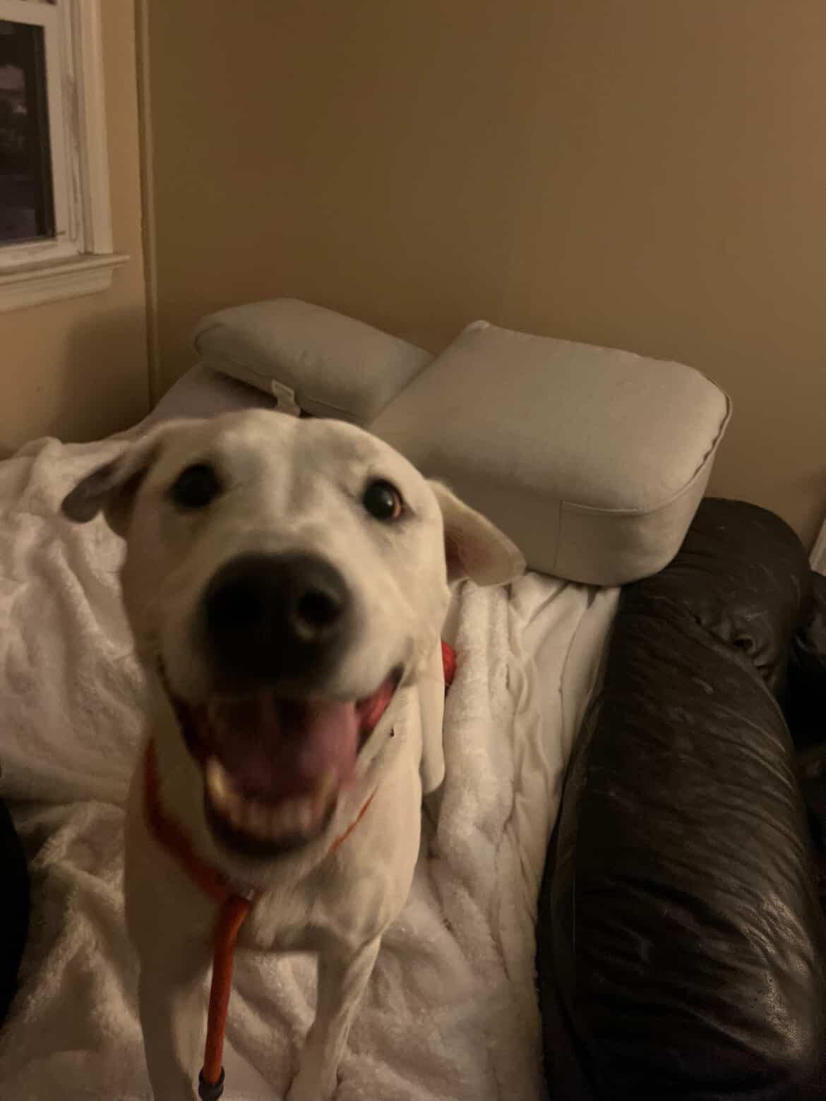 Enlarge Bailey, a Adoptable mixed breed in Cresco, PA image 5/6