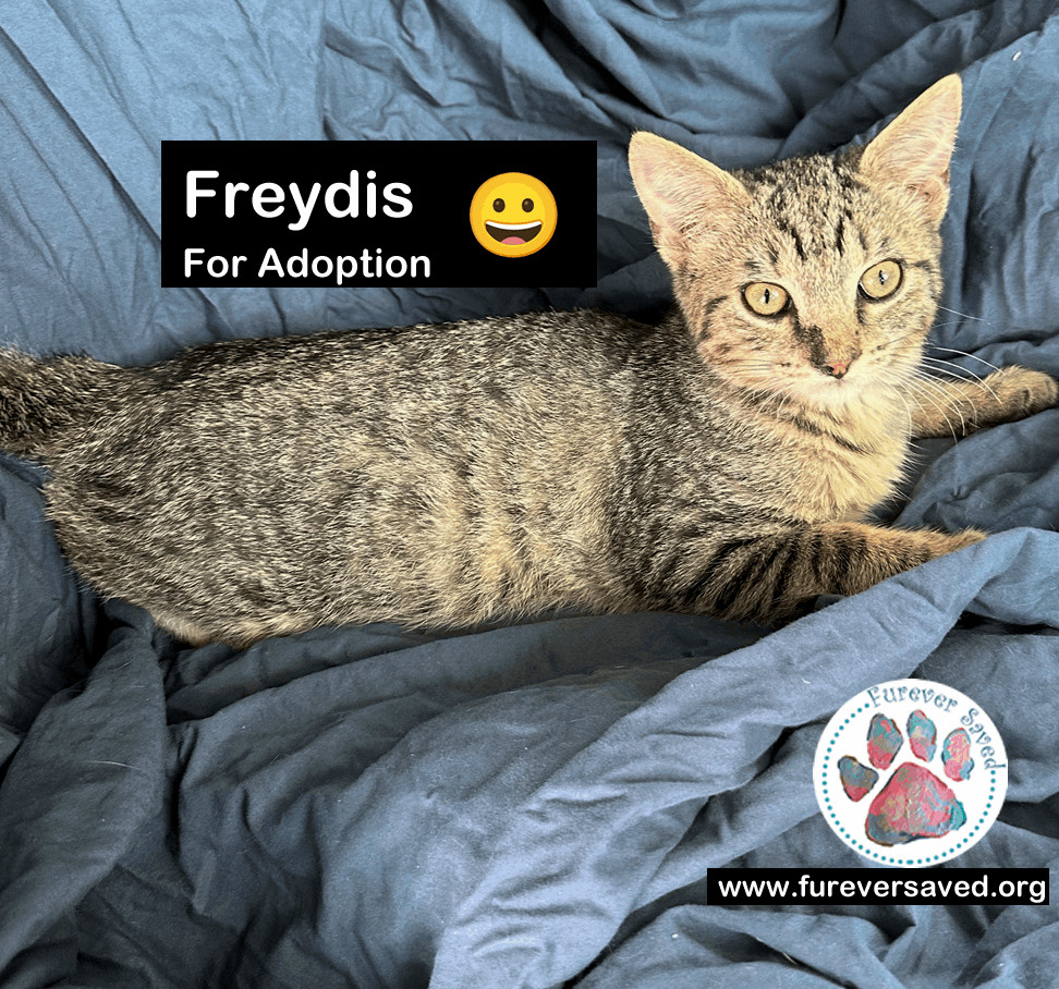 Enlarge Freidys, a Adoptable Domestic Short Hair in Killingly, CT image 4/5