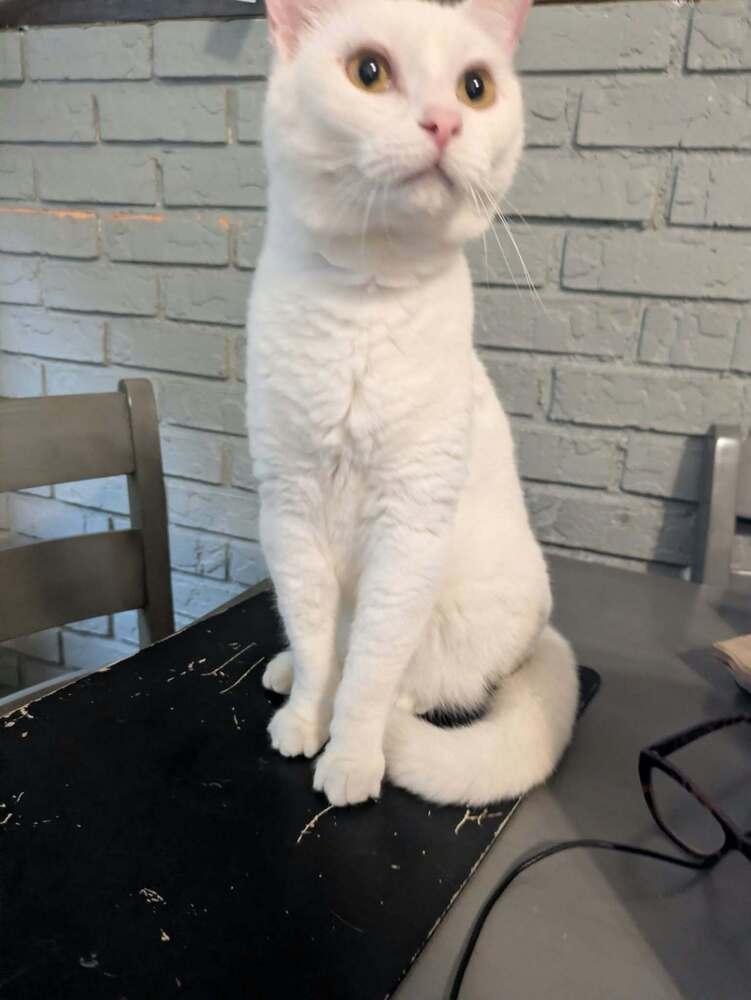 Dutchess Whitney, Adoptable, Young Female Domestic Short Hair.