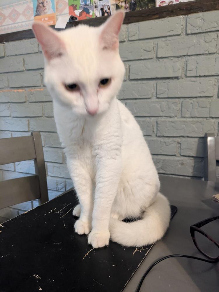 Enlarge Dutchess Whitney, a Adoptable Domestic Short Hair in Wheaton, IL image 3/5