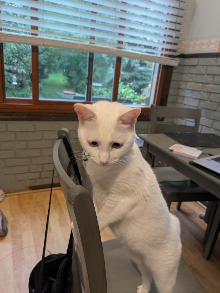 Enlarge Dutchess Whitney, a Adoptable Domestic Short Hair in Wheaton, IL image 5/5