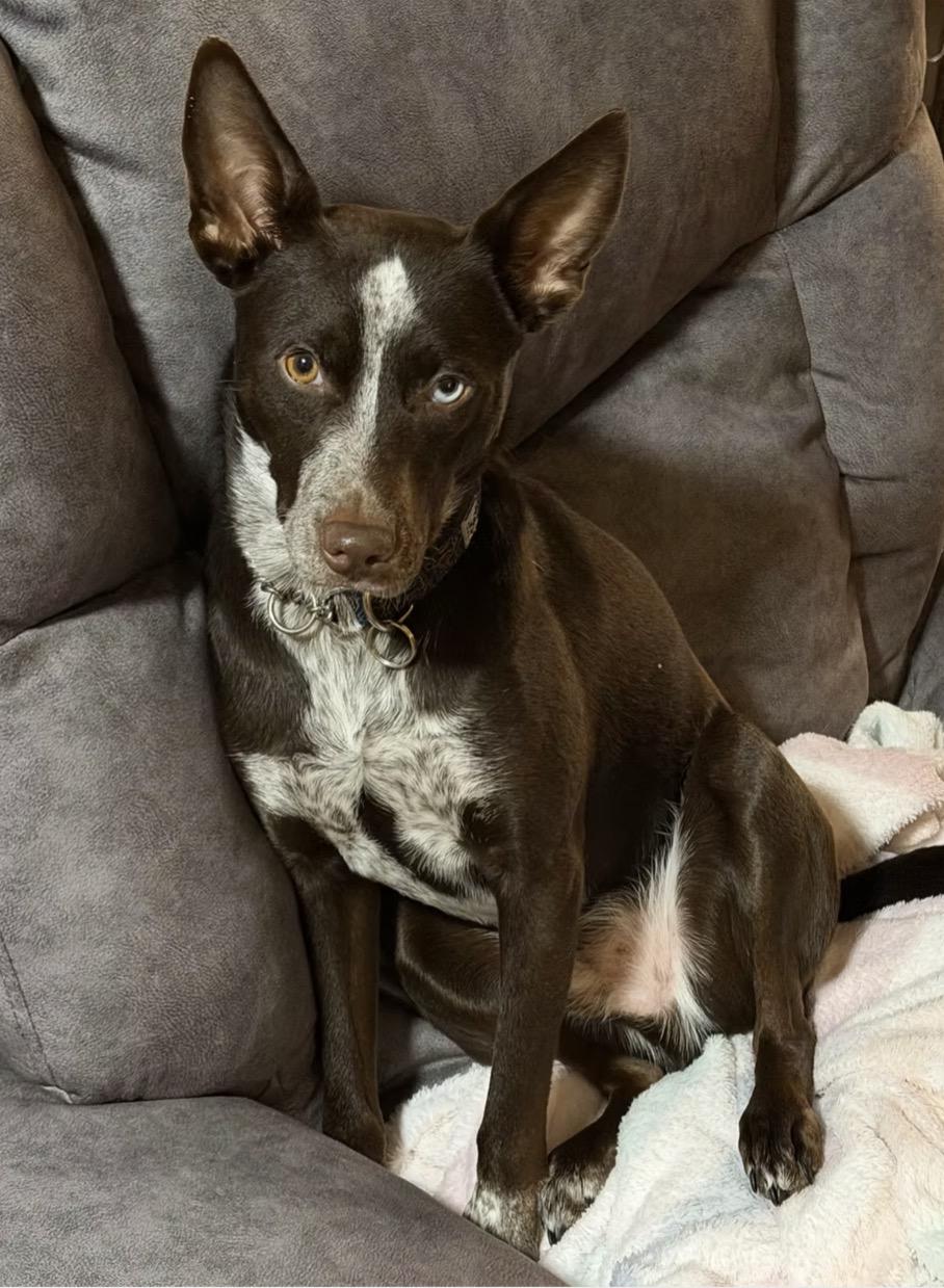 Nash, ADOPTABLE, Young Male Australian Cattle Dog / Blue Heeler.