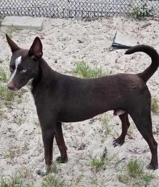 Enlarge Nash, an adopted mixed breed in Thornhill, ON image 3/3