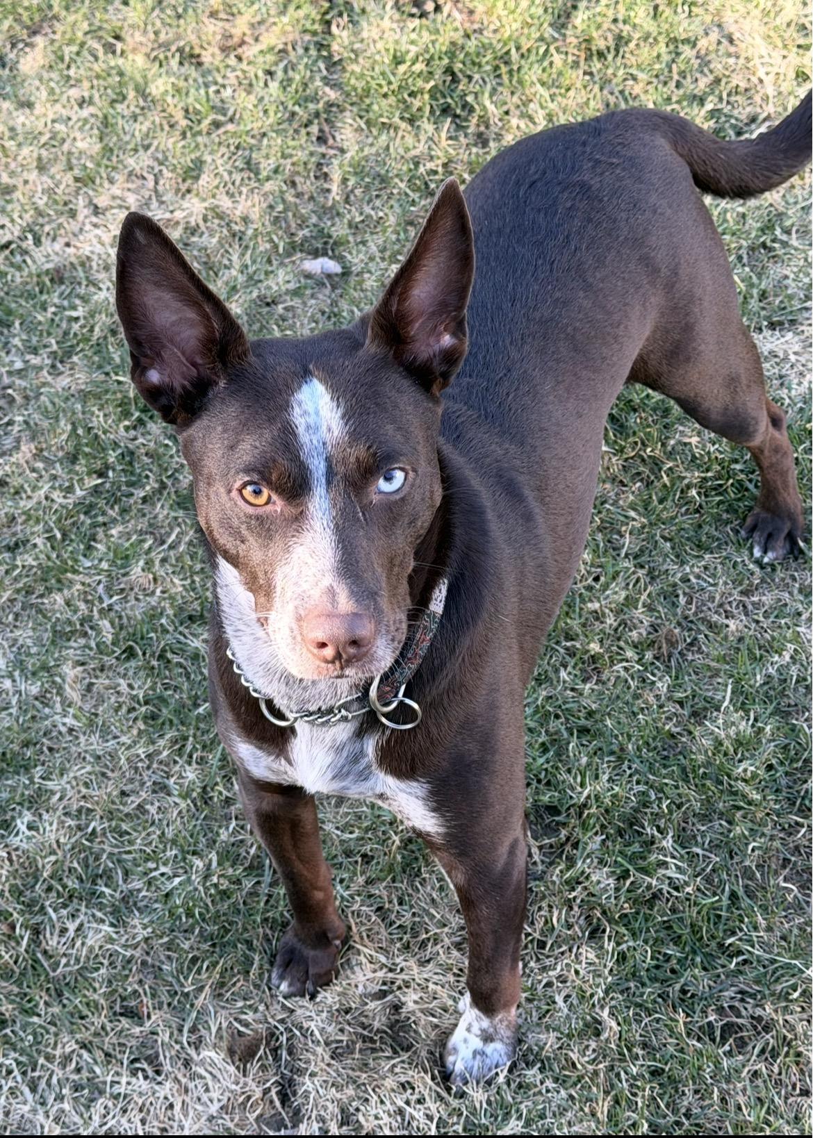 Enlarge Nash, an adopted mixed breed in Thornhill, ON image 1/3