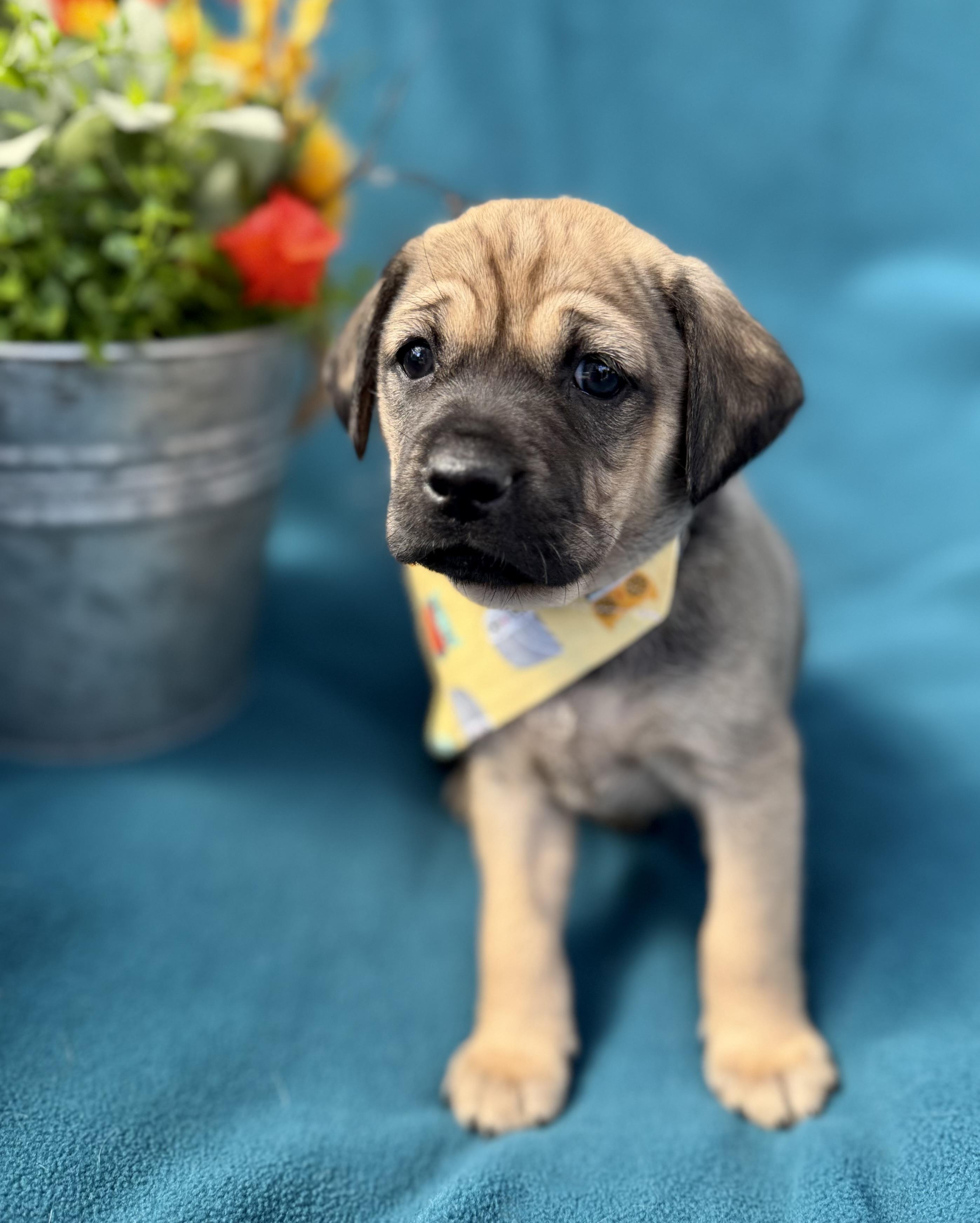 Smoky, ADOPTABLE, Puppy Male Puggle & Pug.